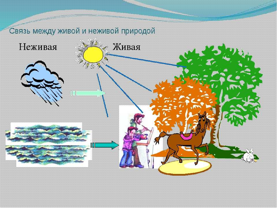 Способы связи между живой и неживой природой (окружающий мир, 2 класс)