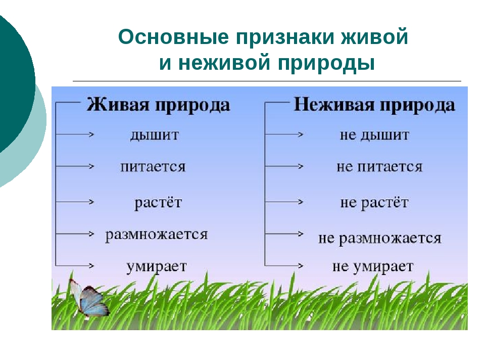 Неживая и живая природа стр. 24 - 27 окружающий мир.