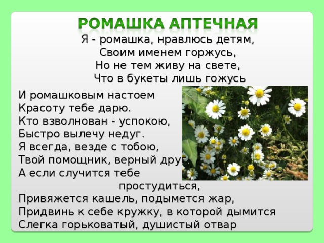 153 Прочитайте загадки Отгадайте их Белая корзинка, Золотое донце В ней лежит росинка И сверкает солнце Ромашка Л Ульницкая Стоят в поле Нарядные
