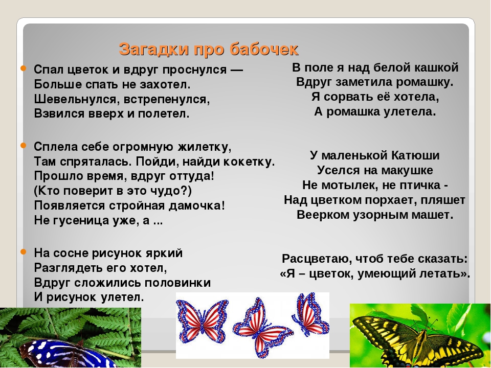 Загадки про бабочку для детей