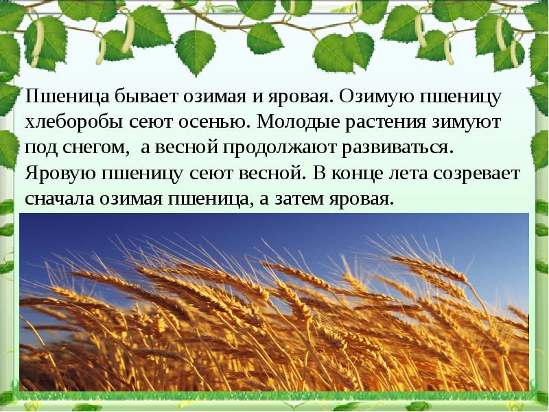Сравните сорта культурных растений между собой заполните таблицу - у дачки