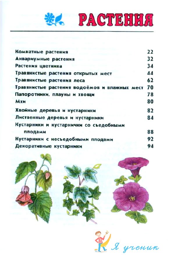Комнатные растения: фото и названия (каталог)