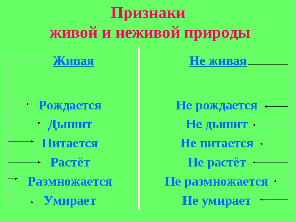 Такое природа какая бывает природа. живая и неживая природа, ее объекты
