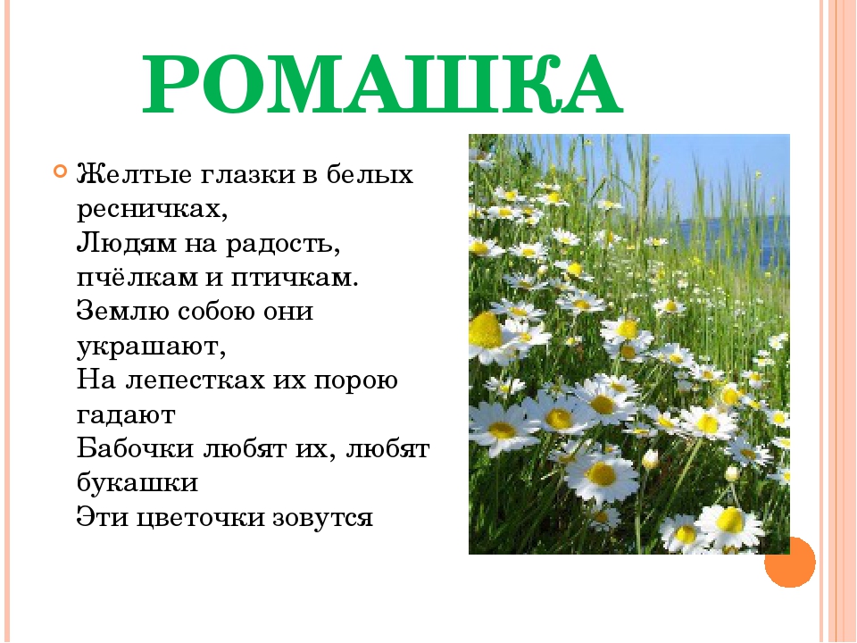 Детские загадки о растениях (2).