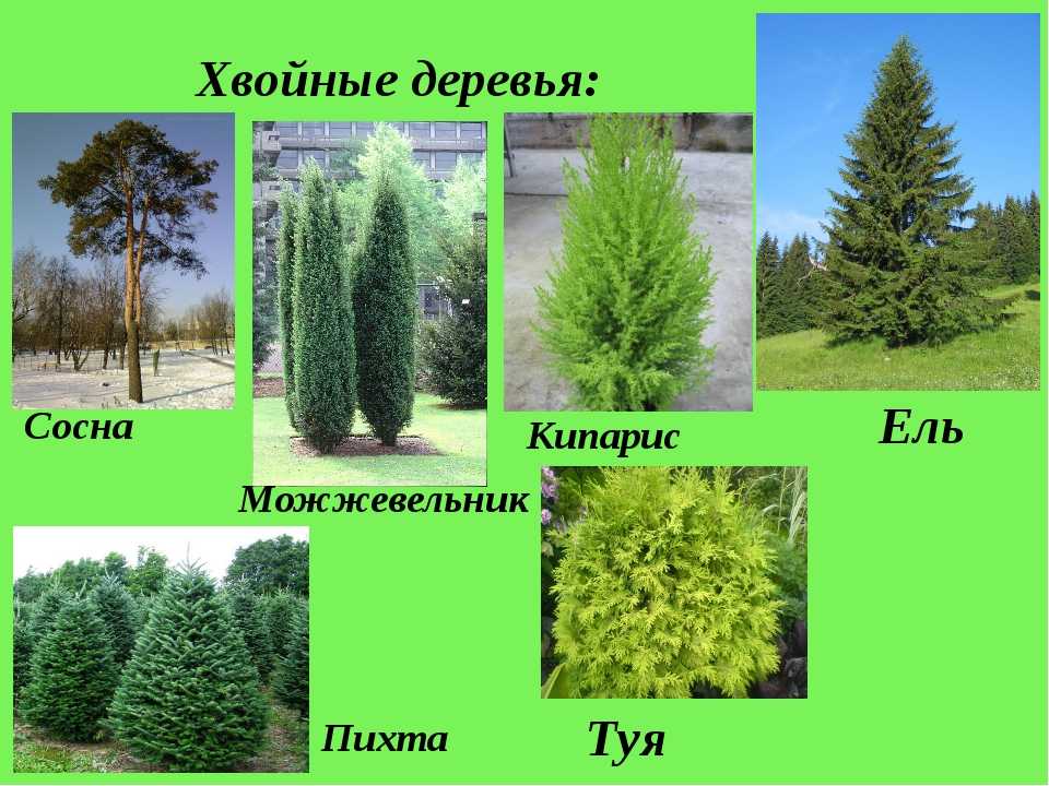 Однородные члены предложений: диктанты 4 класс – наумёнок