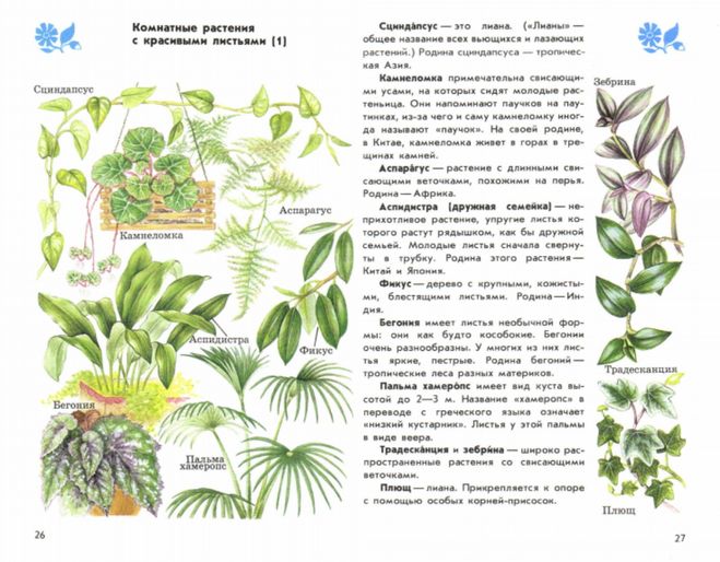 Каталог с фотографиями и названиями комнатных цветов, кратко об особенностях домашних растений