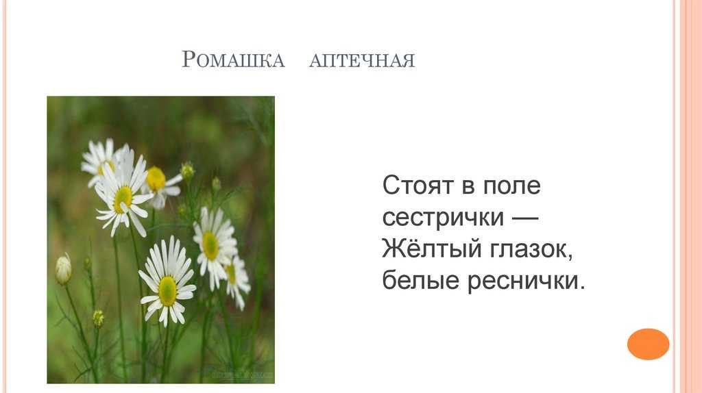 Разгадать загадку белая корзинка золотое донце. белая корзинка золотое донце в ней лежит росинка и сверкает солнце