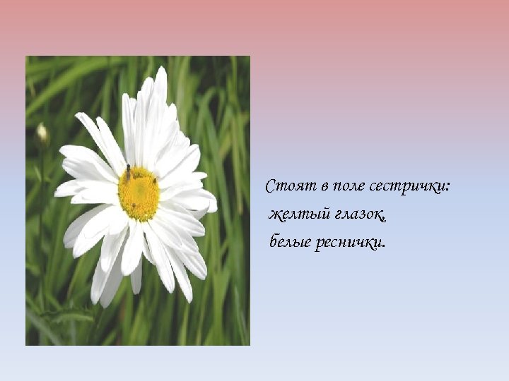 Разгадать загадку белая корзинка золотое донце. белая корзинка золотое донце в ней лежит росинка и сверкает солнце
