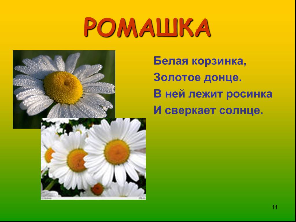 Загадки про ромашку для детей